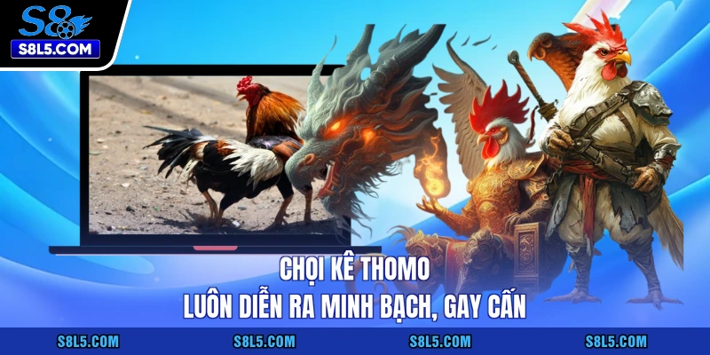 Chọi kê Thomo luôn diễn ra minh bạch, gay cấn