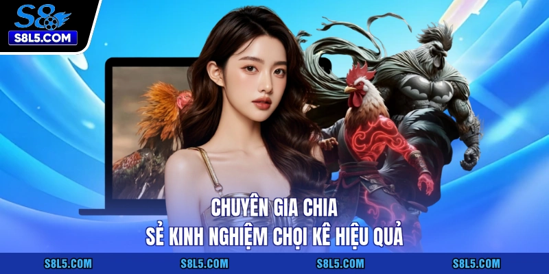 Chuyên gia chia sẻ kinh nghiệm chọi kê hiệu quả