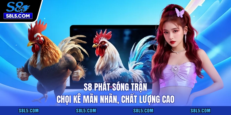 S8 phát sóng trận chọi kê mãn nhãn, chất lượng cao
