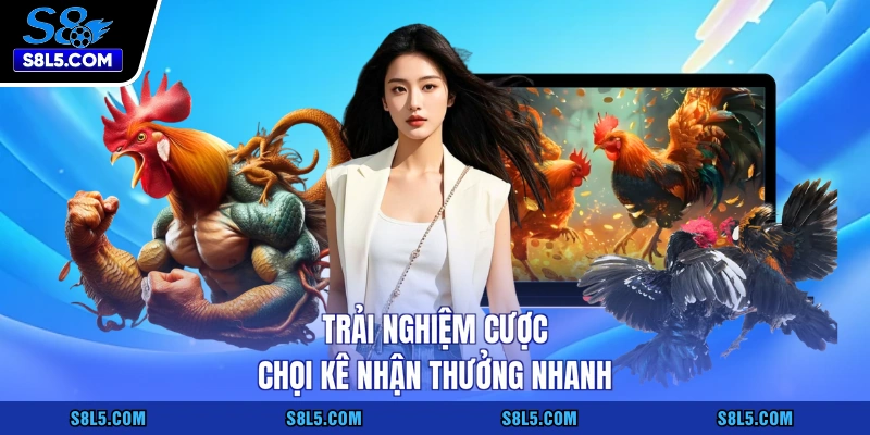 Trải nghiệm cược chọi kê nhận thưởng nhanh